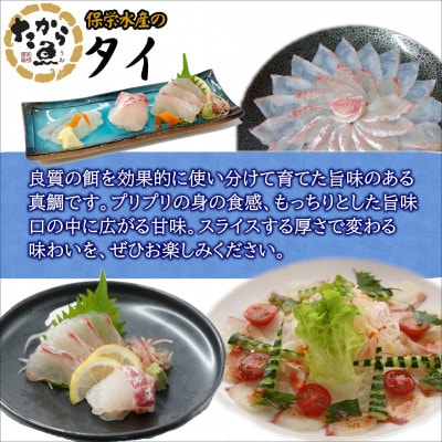 おいしかタイ約1.2kg　～津本式の血抜き仕立て～