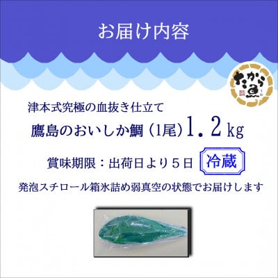 おいしかタイ約1.2kg　～津本式の血抜き仕立て～