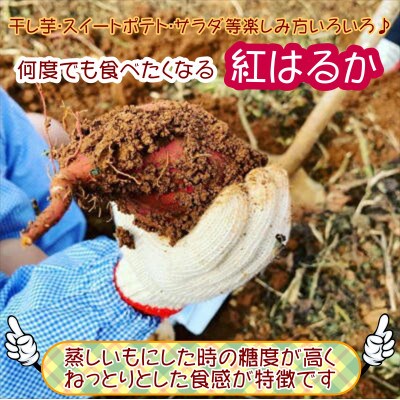濃厚な甘みのさつまいも「紅はるか」3kg
