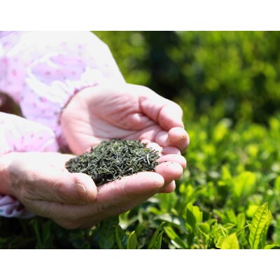 【2022年4月上旬発送】松浦茶セット(特上100g×2本・高級100g×2本)
