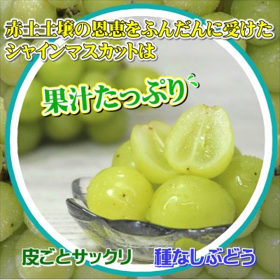 御厨ぶどうシャインマスカット(特秀)4房～5房約2kg