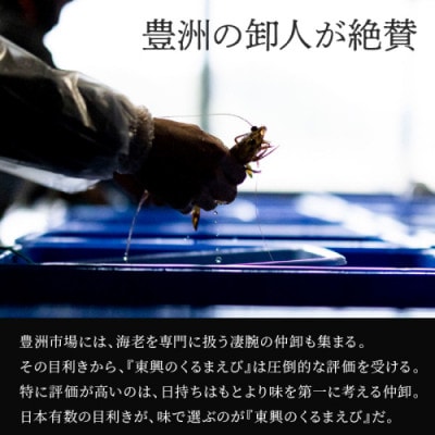 豊洲市場で高評価を受け続ける車海老　東興のくるまえび800g(玄海活きくるまえび)