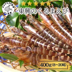 豊洲市場で最高評価を受け続ける車海老　東興のくるまえび400g(玄海活きくるまえび)