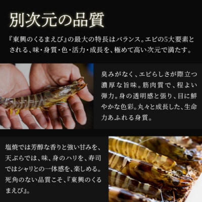 豊洲市場で最高評価を受け続ける車海老　東興のくるまえび400g(玄海活きくるまえび)