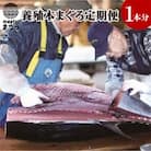 鷹島産本まぐろ定期便(1本分)