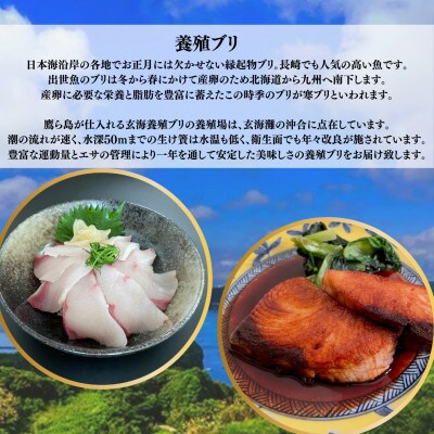 養殖ブリ 【半身 2パック小分け】ブロック真空　約800g