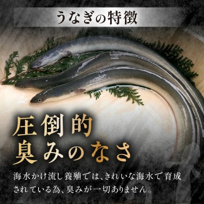 数量限定!海水かけ流しうなぎ蒲焼3尾