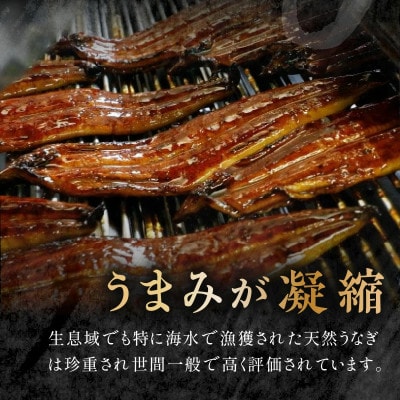 数量限定!海水かけ流しうなぎ蒲焼3尾