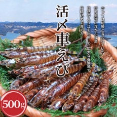 【2023年3月上旬発送】生食用 瞬間冷凍活き〆福島くるまえび500g