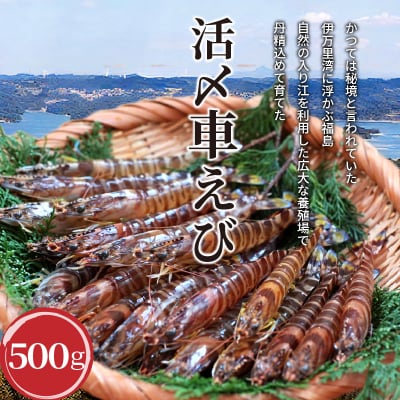 【2023年5月中旬発送】生食用  瞬間冷凍活き〆福島くるまえび500g