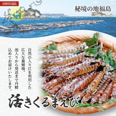 新松浦漁協  活きくるまえび　1kg