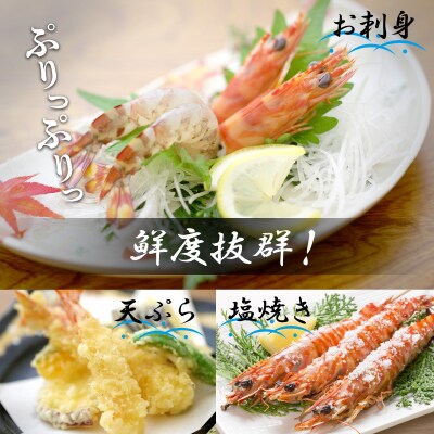新松浦漁協  活きくるまえび　600g