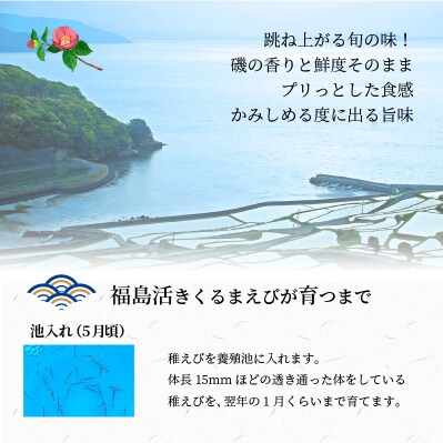 新松浦漁協 活きくるまえび 600g