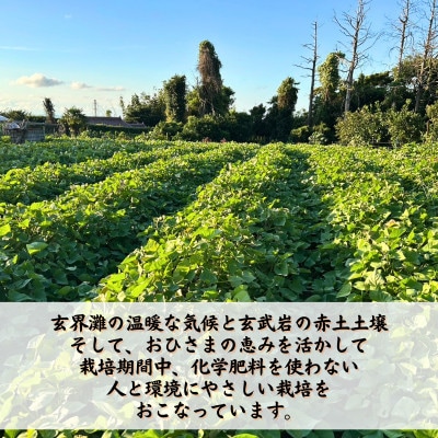 【長崎県松浦市産】畑の宝石　さつまいも(シルクスイート)2kg