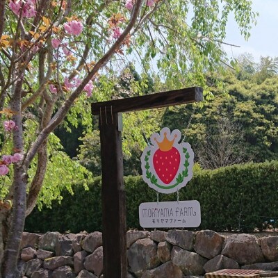 【2023年4月発送】厳選大粒いちご～恋みのり～　9玉～18玉入り2パック