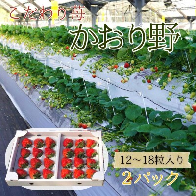 厳選大粒いちご～かおり野～　12粒-18粒入り2パック