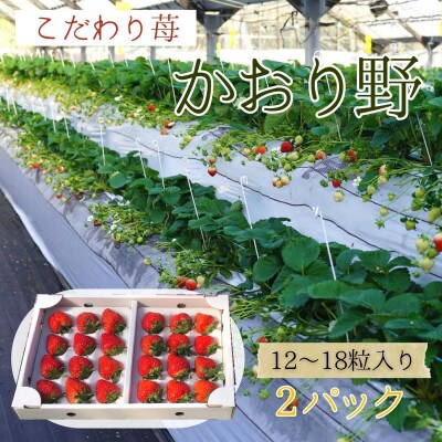 【2023年3月より順次発送】厳選大粒いちご～かおり野～　12～18粒入り2パック