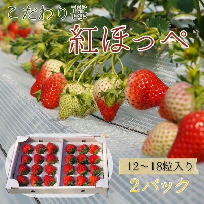 【2023年3月より順次発送】厳選大粒いちご～紅ほっぺ～　12粒～18粒入り2パック