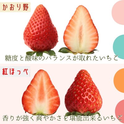 【2023年3月より順次発送】厳選大粒いちご～紅ほっぺ&かおり野～食べ比べセット2パック