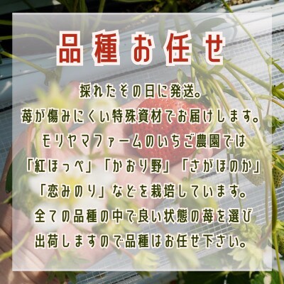 【2025年1月発送】こだわり苺　品種お任せ小箱 8粒～10粒×2パック