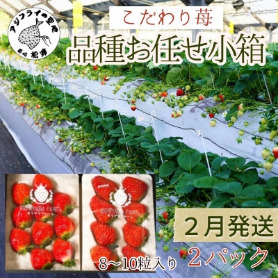【2026年2月発送】こだわり苺　品種お任せ小箱 8粒～10粒×2パック