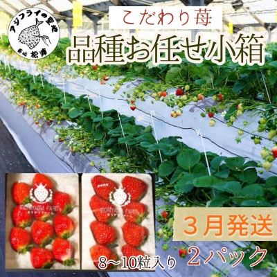 【2025年3月発送】こだわり苺　品種お任せ小箱 8粒～10粒×2パック