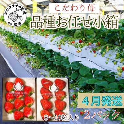 【2025年4月発送】こだわり苺　品種お任せ小箱 8粒～10粒×2パック