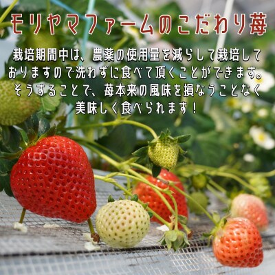 【2025年4月発送】こだわり苺　品種お任せ小箱 8粒～10粒×2パック