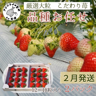 【2026年2月発送】厳選大粒　こだわり苺 品種お任せ 12～18粒×2パック