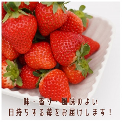 【2026年2月発送】厳選大粒　こだわり苺 品種お任せ 12～18粒×2パック
