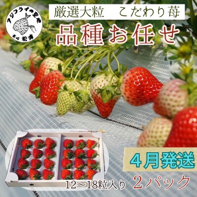 【2025年4月発送】厳選大粒　こだわり苺 品種お任せ 12～18粒×2パック