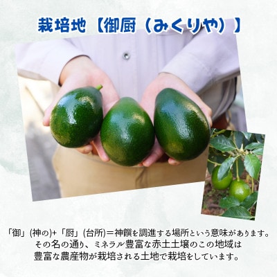 完熟国産アボカド「御厨(みくりや)アボカド」2玉～3玉