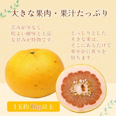 『期間限定』柑橘の王様!「長崎ザボン」果汁あふれる大きな果肉の紅まどか(4～5玉)