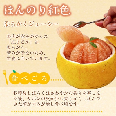 『期間限定』柑橘の王様!「長崎ザボン」果汁あふれる大きな果肉の紅まどか(4～5玉)