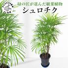 緑の匠が選んだ観葉植物　素敵な空間づくりに　シュロチク　