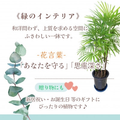 緑の匠が選んだ観葉植物　素敵な空間づくりに　シュロチク　