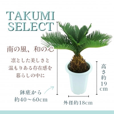 緑の匠が選んだ観葉植物　素敵な空間づくりに　ソテツ