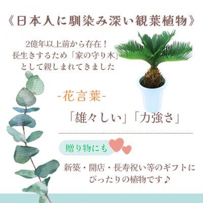 緑の匠が選んだ観葉植物　素敵な空間づくりに　ソテツ　6号