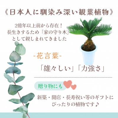 緑の匠が選んだ観葉植物　素敵な空間づくりに　ソテツ