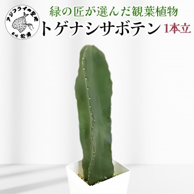 緑の匠が選んだ観葉植物　素敵な空間づくりにトゲ　ナシサボテン　1本立