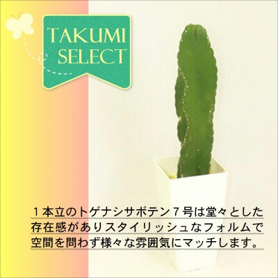 緑の匠が選んだ観葉植物 素敵な空間づくりにトゲ ナシサボテン 1本立 7号 お礼品詳細 ふるさと納税なら さとふる