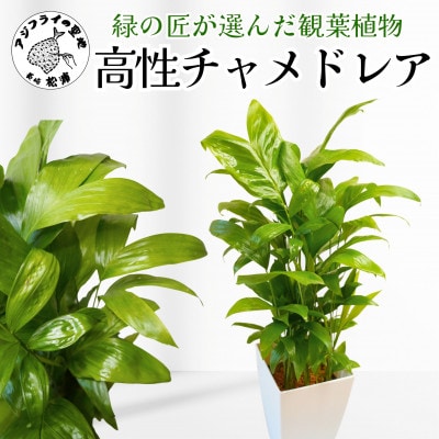 緑の匠が選んだ観葉植物　素敵な空間づくりに　高性チャメドレア　