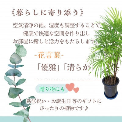 緑の匠が選んだ観葉植物　素敵な空間づくりに　高性チャメドレア　