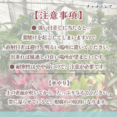緑の匠が選んだ観葉植物　素敵な空間づくりに　高性チャメドレア　