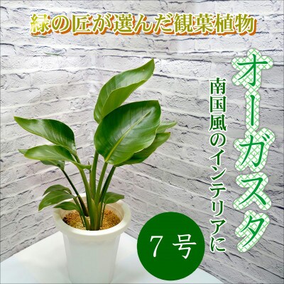 緑の匠が選んだ観葉植物 素敵な空間づくりに オーガスタ7号 お礼品詳細 ふるさと納税なら さとふる
