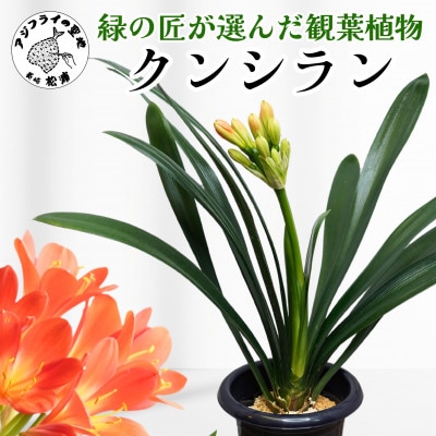 緑の匠が選んだ観葉植物　素敵な空間づくりに　クンシラン