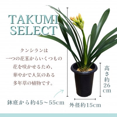 緑の匠が選んだ観葉植物　素敵な空間づくりに　クンシラン