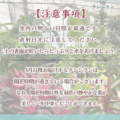 緑の匠が選んだ観葉植物　素敵な空間づくりに　クンシラン