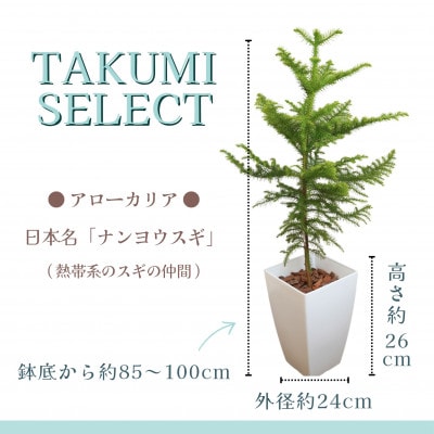 緑の匠が選んだ観葉植物　素敵な空間づくりに　アローカリア