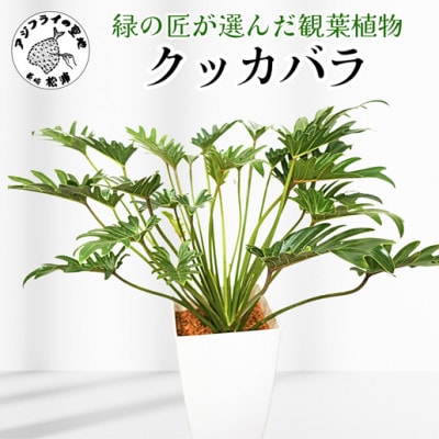 緑の匠が選んだ観葉植物　素敵な空間づくりに　クッカバラ